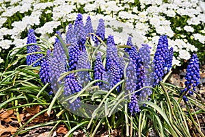 Muscari Grape Hyacinth