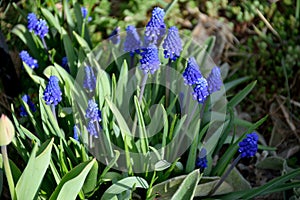 Muscari grape hyacinth