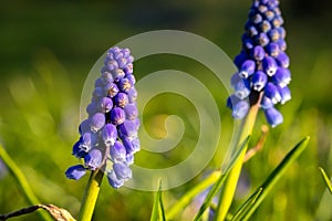 Muscari grape hyacinth blue flower buds spring season flowers macro image
