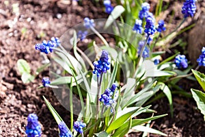 Muscari grape hyacinth blue flowers close up macro photo on nature ground background. Spring concept