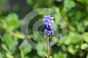 Violet muscari bluebell grape hyacinth flower