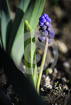 Muscari - Grape Hyacinth - Budding