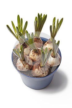 Muscari Grape Hyacinth bulbs