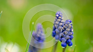 Muscari. grape hyacinth. Close up of bluebells with natural green background