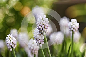 Muscari, or Grape Hyacinth in early spring