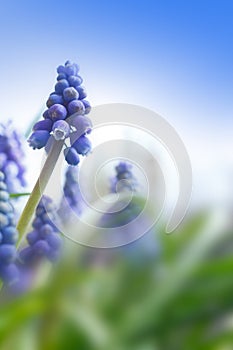 Muscari grape hyacinth flowers garden