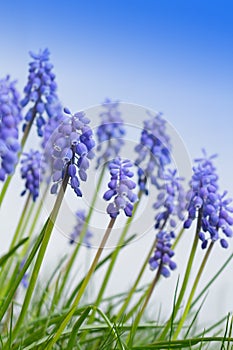 Muscari grape hyacinth flowers garden