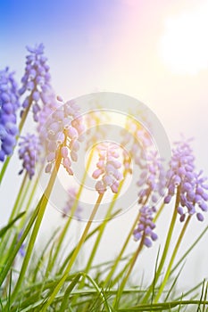 Muscari grape hyacinth flowers garden