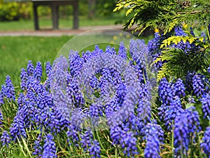 Muscari - grape hyacinth, spring