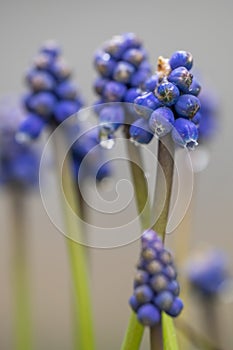 Muscari. Group of grape hyacinths. Close up of bluebells