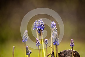 Muscari. Group of grape hyacinths. Close up of bluebells