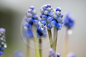 Muscari. Group of grape hyacinths. Close up of bluebells