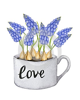 Muscari growing in a cup-shaped pot. Spring flowers. House plants. Botanical illustration.Mother\'s Day, Women\'s Day.