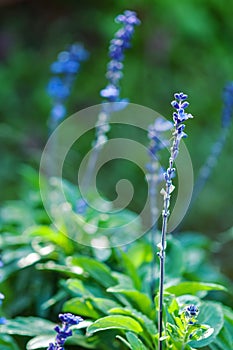 Muscari hyacinth blue flower green leaf textured macro close-up