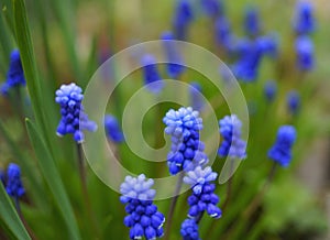 muscari hyacinth blue flower green leaf textured macro close-up outdoors nature garden day