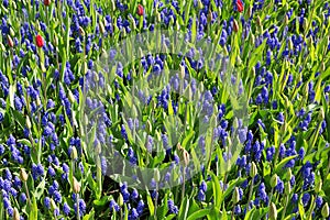 Muscari in Keukenhof.