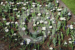 Muscari latifolium, Anemone Blanda and Fritillaria persica `Ivory Bells` blossom on the flowerbed.