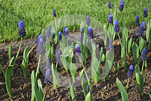 Muscari latifolium grown on the flowerbed. Decorative plants.