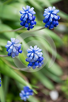 Muscari or mouse hyacinth