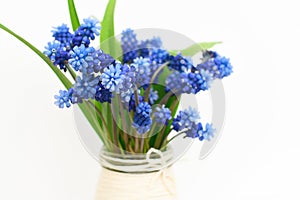 Muscari or mouse hyacinth with white, blue or lilac flowers blooming in spring.