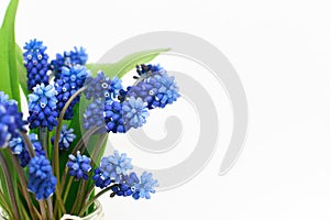 Muscari or mouse hyacinth with white, blue or lilac flowers blooming in spring.