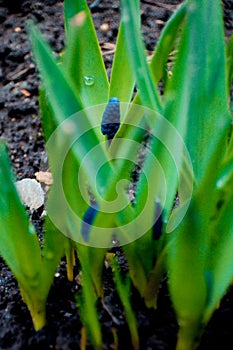 Muscari Muscari hyacinth, Viper onion blossom spring flowers lilac violet growing in the wild from the ground outside.