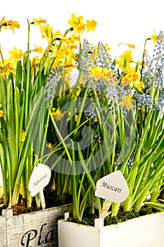 Muscari and narcissus spring potted flower