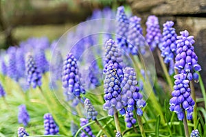 A muscari neglectum flower known as common grape hyacinth