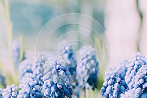 Muscari neglectum flowers bright blue close up macro