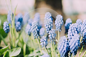 Muscari neglectum flowers bright blue close up macro