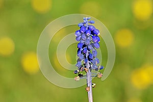 Muscari neglectum , Grape hyacinth flower , flora Iran