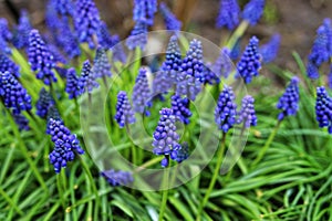 Muscari neglectum known as grape hyacinth. Spring.