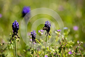 Muscari neglectum, pianta della famiglia delle Asparagaceae photo