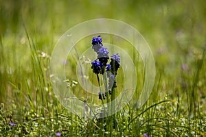 Muscari neglectum, pianta della famiglia delle Asparagaceae photo