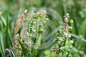 Muscari parviflorum or Baby`s Breath, Rain Bells flowers photo