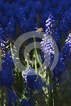 Muscari plant and wasp