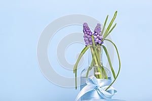 Muscari spring flowers with blue ribbon in glass vase on blue background