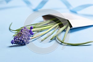 Muscari spring flowers with blue ribbon in white envelope on blue background. Concept for greeting card, invitation