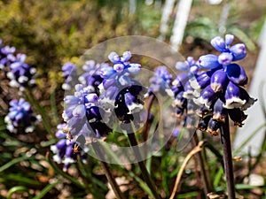 Muscari vuralii. The flowers are narrow, bell-shaped and two-tone. The flower tube is sky blue, the lobes are pure white, bent