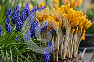 Muscari and yellow crocuses first spring flowers Holland