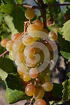 Muscat grapes growing on the vine, Spain