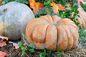 Muscat pumpkin or Muscat de Provence. Autumn harvest of pumpkins on the farm