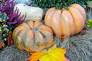 Muscat pumpkin or Muscat de Provence. Autumn harvest of pumpkins on the farm.