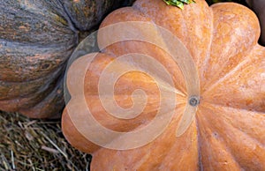 Muscat pumpkin or Muscat de Provence on straw. Autumn harvest of pumpkins on the farm