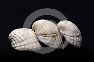 Muschel Schalentiere seashell
