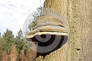 Muschroom on a brown tree