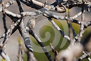 Muscicapa striata, gray flycatcher between fig tree branches in the Gaianes lagoon photo