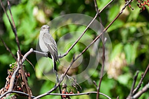 Muscicapa striata, Spotted Flycatcher