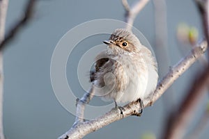 Muscicapa striata, Spotted Flycatcher