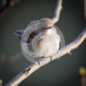 Muscicapa striata, Spotted Flycatcher